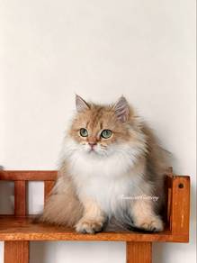 British Longhair Golden
