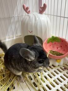 Pet Chinchilla