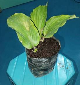Halia hitam (kaempferia parviflora)