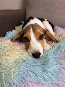 Beagle puppy