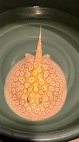 *Rare* Albino Flower Pearl Stingray Ikan Pari