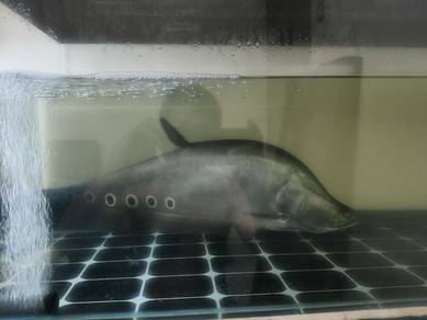 ikan belida