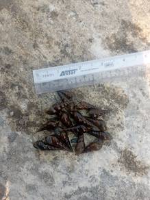 siput terompet 