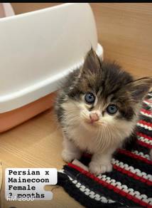 Persian & Mainecoon Cat for Sale