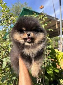 VV0100 Pomeranian Black Tan haired