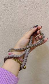 corn snake anery 1.0