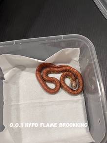 king snake (hypo flame morph)