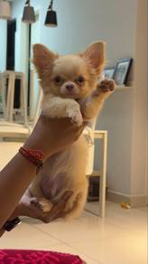 chihuahua