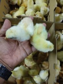 Ayam kampung kacuk 