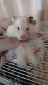 hamster 