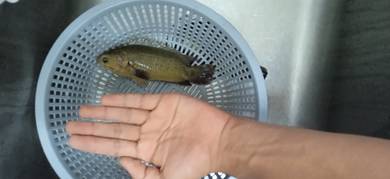 Ikan Puyu 