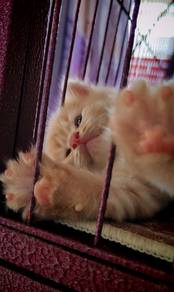 semiflat Persian kitten 