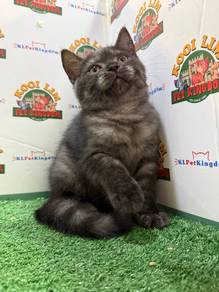 American Shorthair Mix Scottish Fold