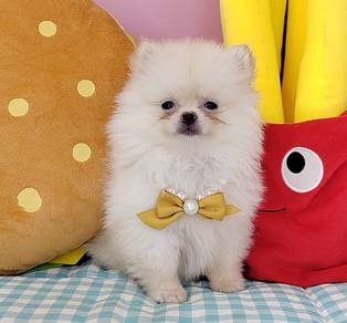 Pomeranian