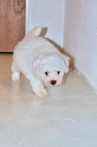 C2 Fluffy Bichon Dog