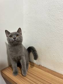 bsh