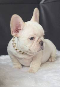 FRENCH BULLDOG PUPPIES FQ235 🌻 Premium Quality