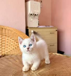 munchkin