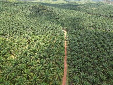 Agricultural Land in Sungai Petani, KDH
