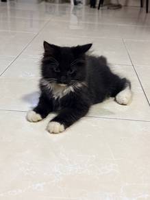 Kitten for rehome