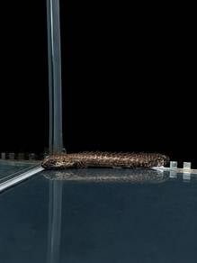 Tiger Bichir