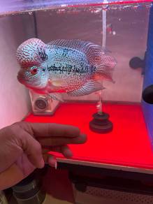 kamfa malau luohan big gene big kok big tail&fin