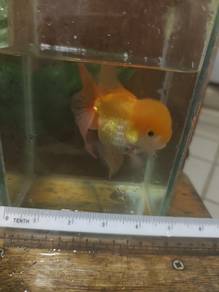 gold fish 