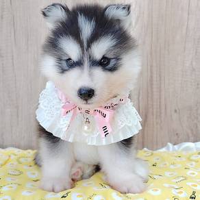 Husky