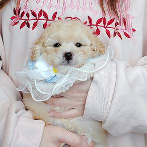 Toy Poodle