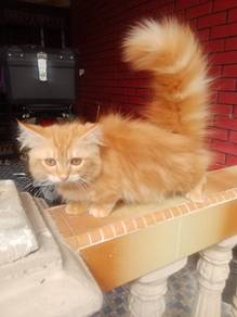 munchkin longhair