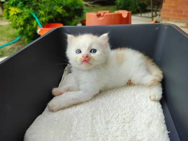 TOPs A-GRADE Song-Jin Orange White Ragdoll cat