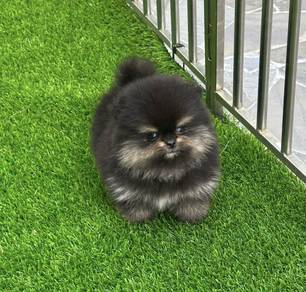 POMERANIAN PUPPIES A188 🌻 Sort of shine Boy~Girl