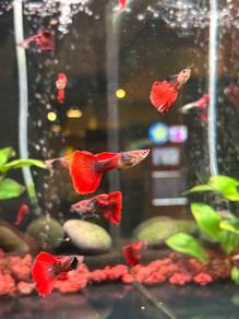 Guppy