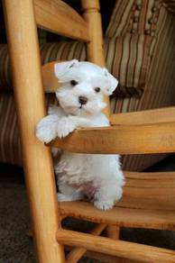 HHJ-7033 #MKA Mini Schnauzer White haired