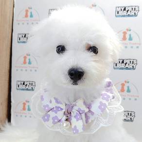 Poodle Toy
