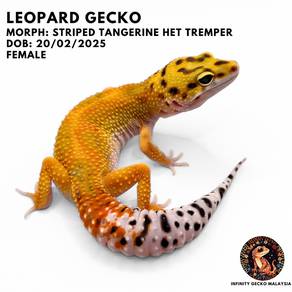 Leopard Gecko Striped Tangerine Het Tremper 马来西亚守宫