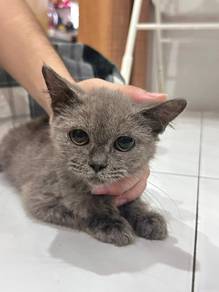 British Shorthair 