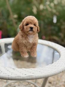 maltipoo available1