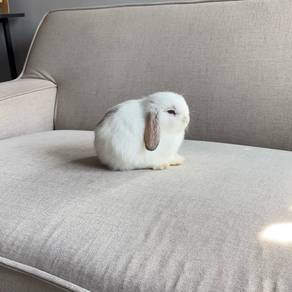 Holland lop bunny rabbit arnab ear lop