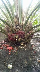 Anak Benih Sawit FELDA Yangambi 3Way / Triway