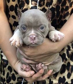 AMERICAN BULLY PUPPIES D71 🐻 Available Exotic