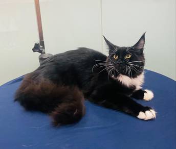 Mainecoon