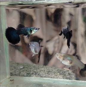 ikan guppy dumbo green halfmoon 