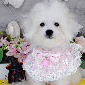 Bichon Frise