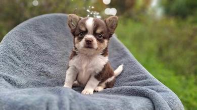 Long coat chihuahua puppy