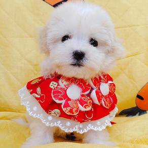 Maltese