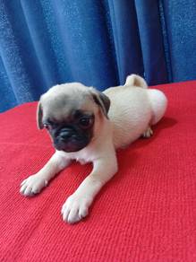 pug