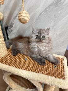 Persian