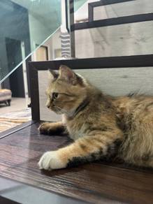 free cat for adoption / kucing percuma