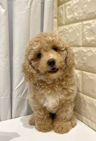 G33 Lovely Poodle Dog